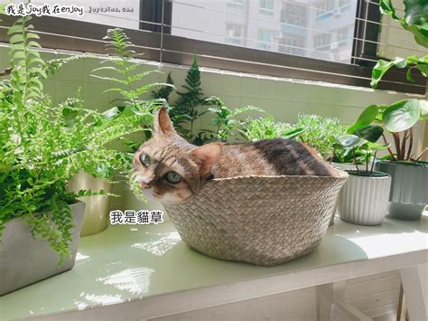 幼貓怎麼養 家裡放什麼植物好